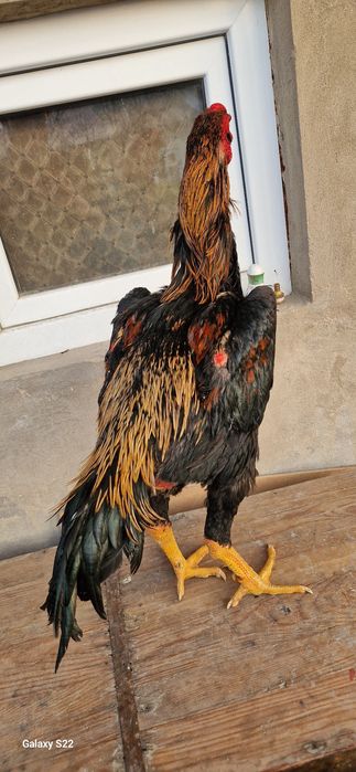 Дакан корпусник линия