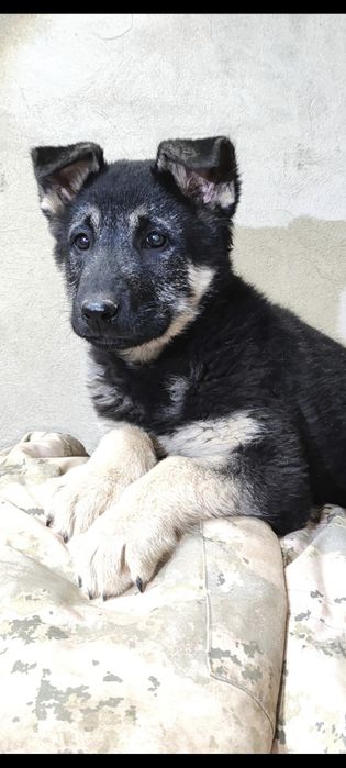 Подрощенная девочка ВЕО шоу класса