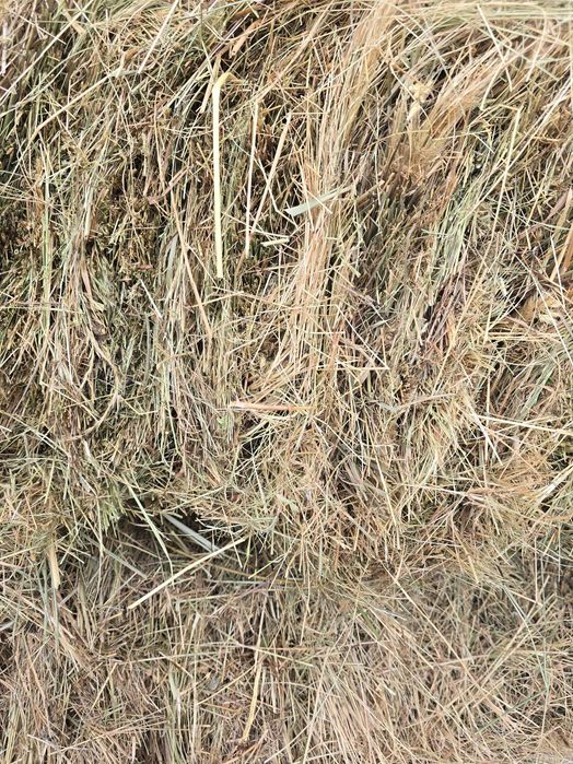 Vand baloti de fan, calitatea 1 , este verde inauntru