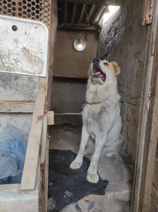 Продается сучка алабай