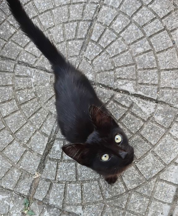 коте за осиновяване
