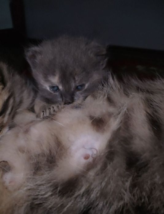 Придается котенки