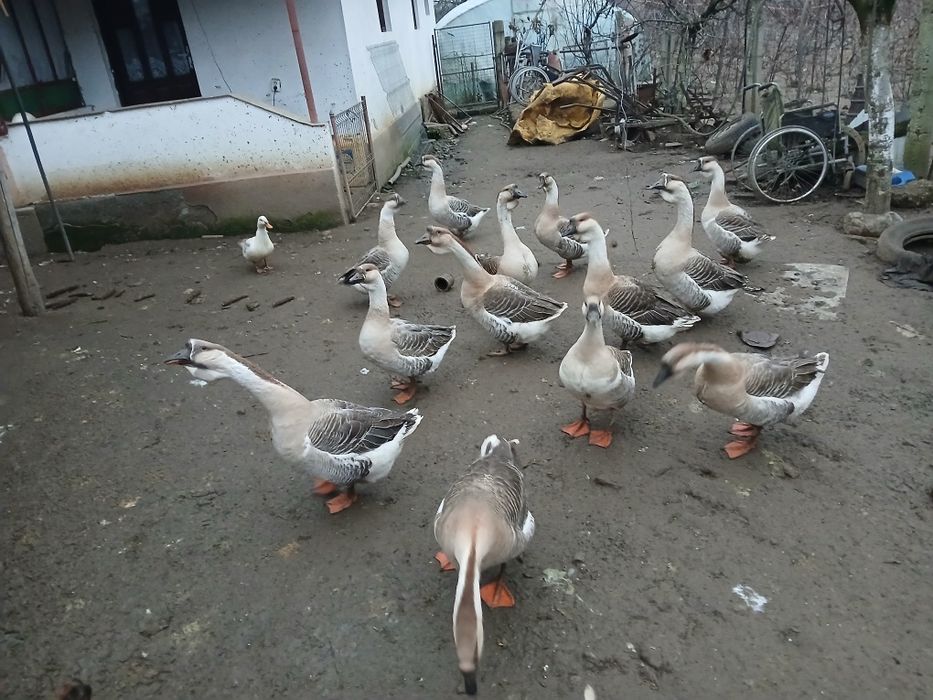 Vând gâște Africane