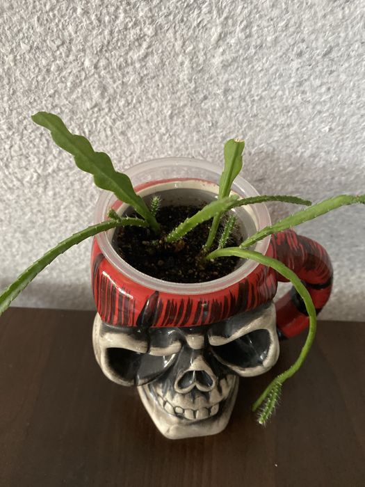 Растения комнатные