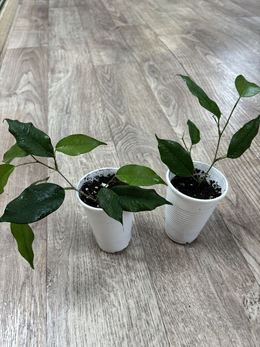 Продам Комнатные цветы