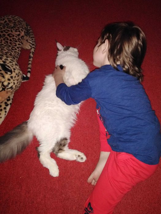 Cazare animale de companie MICI si PISICI CASTRATE- pet sitter