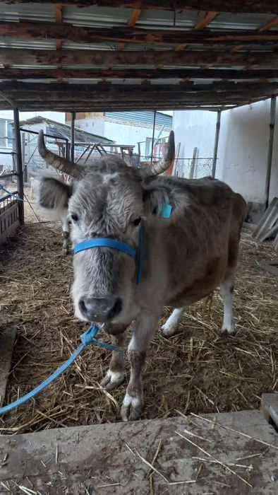 Кой,сиыр,каз сатылады