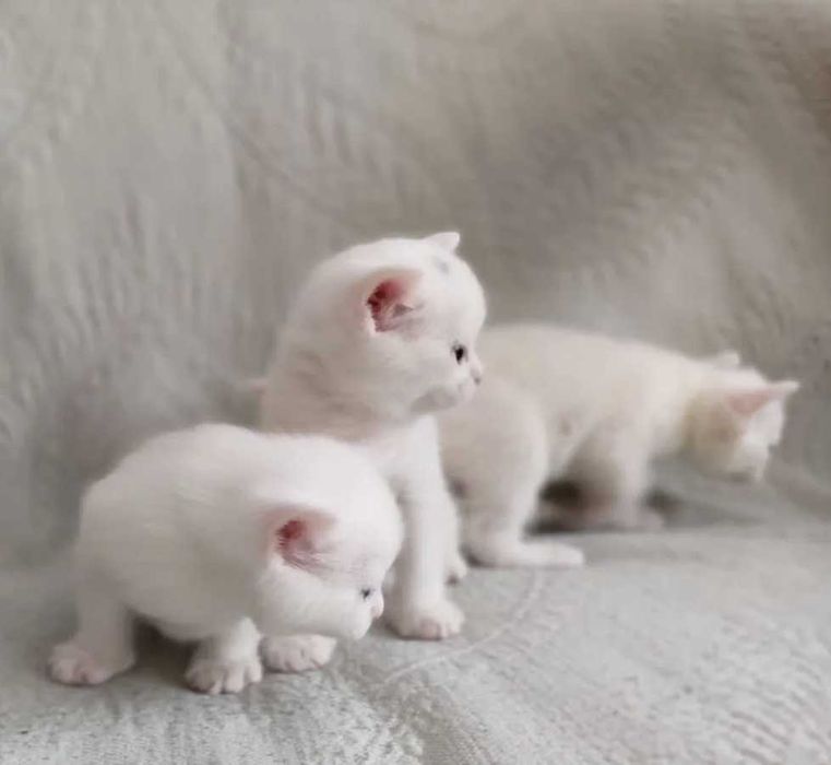 Британски Късокосмести котета - лицензиран развъдник