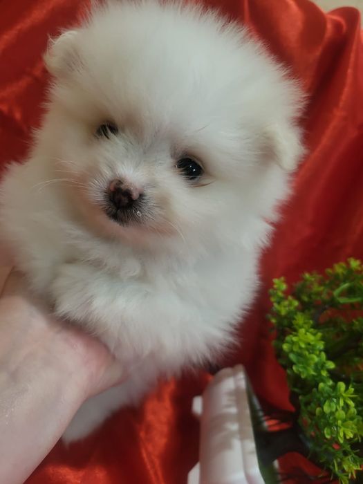 Очаровательные щенки шпица.