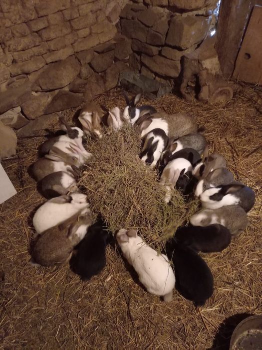 Vând iepurași Hycol de diferite vârste