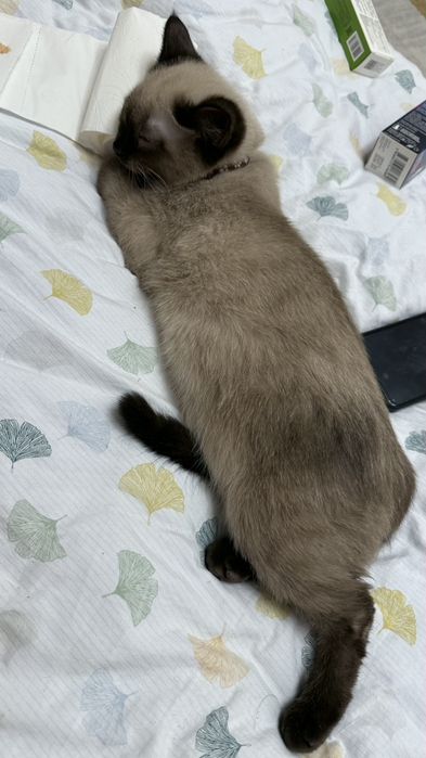 Кот Сиямский, 6 месяца