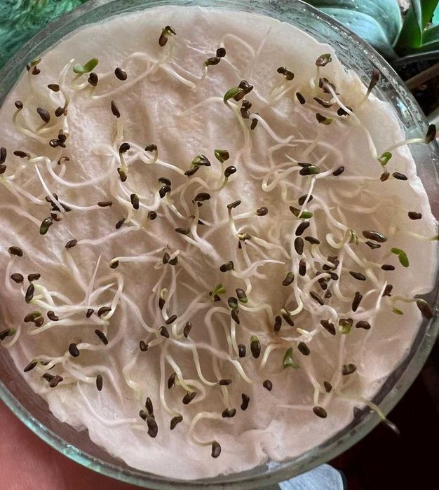 Высококачественные магниченные семена люцерны