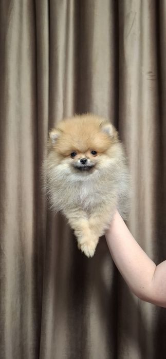 Baiat pomeranian cu pedigree fci