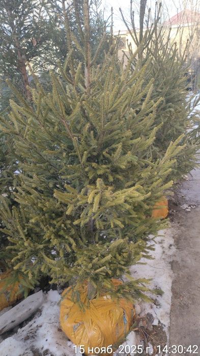 Живые Новогодние ёлки