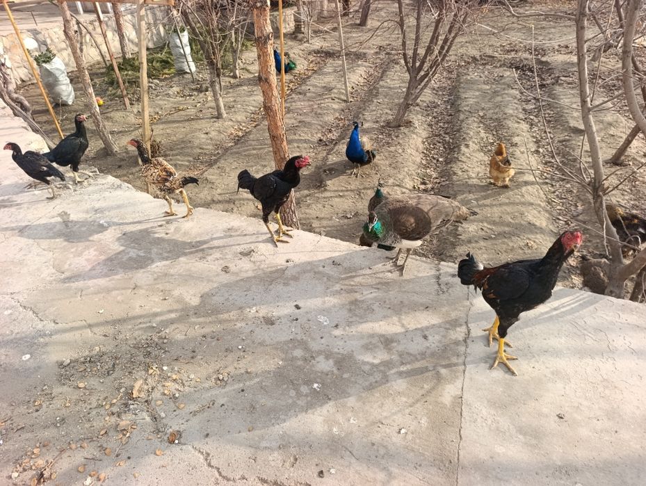 Zotdor kulangi shamo xo'roz va tovuqlar sotiladi. Bramolar ham bor.