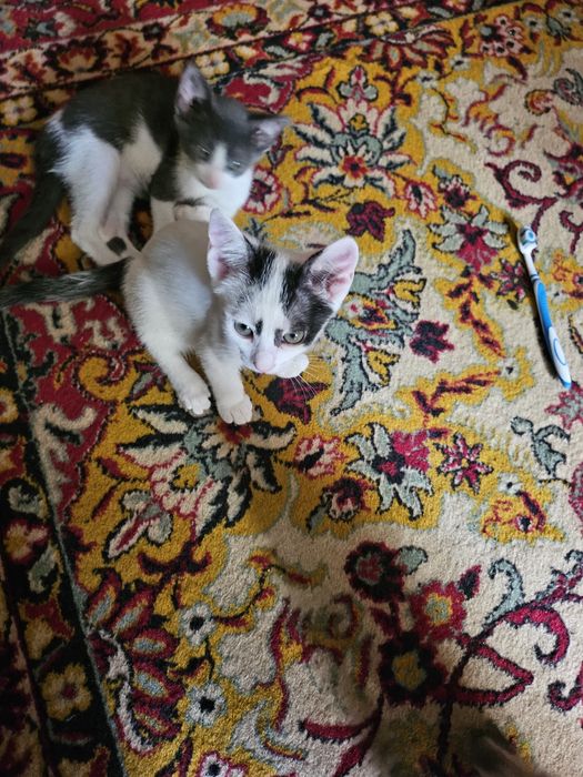 Donez/dau spre adoptie 2 pisici fata si baiat