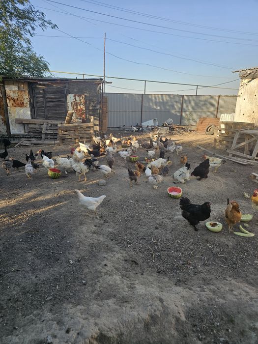 Продам домашный куры