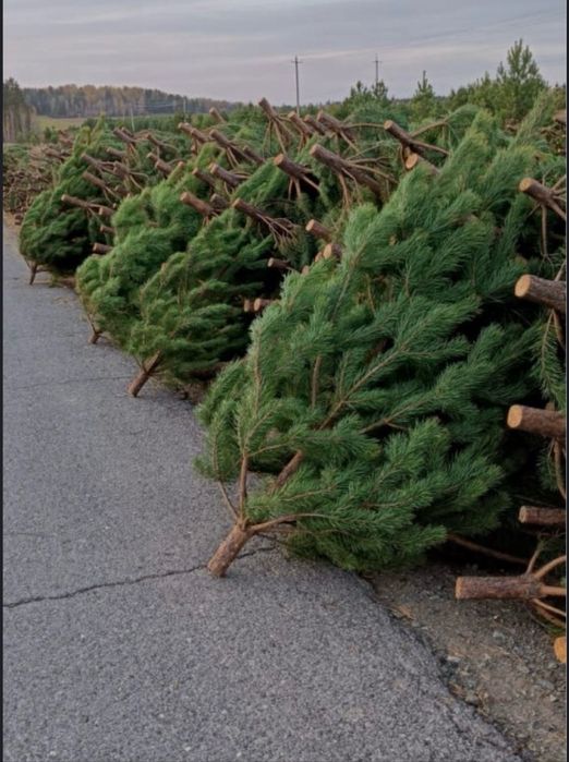 Новогодние елки сосны