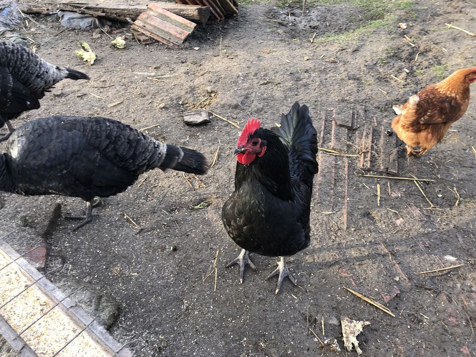 Vand cucos tanar din Rasa Australorp crescut la curte in libertate