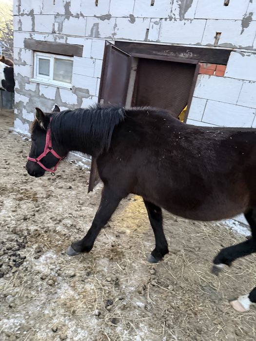 Продам кобылу 800тыс