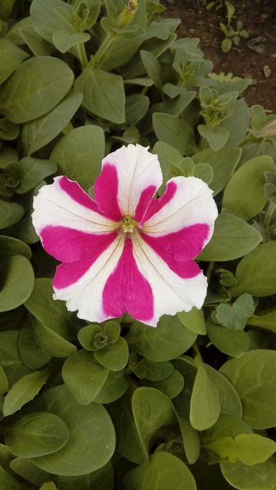 Питуния с теплицы 150 тг.