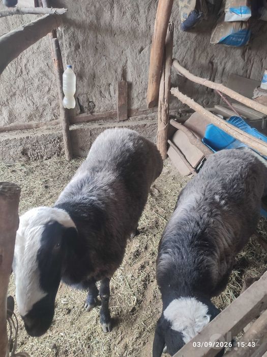 Uyni moli yaxshi boqilgan Qochqor