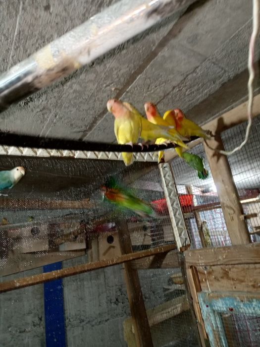 Папугай и другие