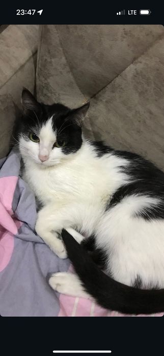 Ласковая кошка, 4 года