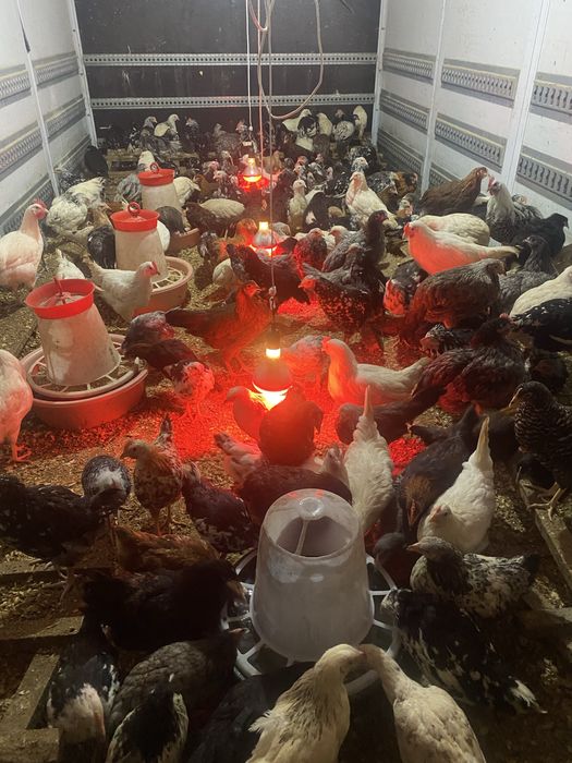 Puicute ,boboci de rata , gasca