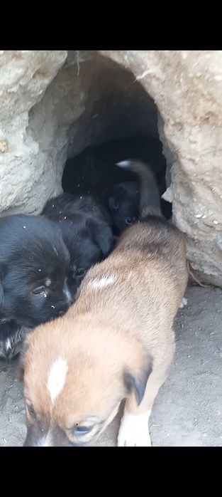 Oxotnik kuchuklari bor 5 dona100mingdan