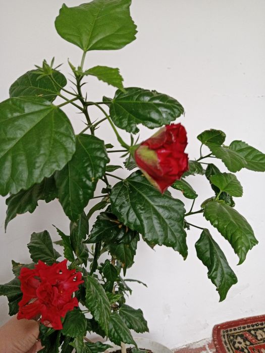 Продам цветы. Гибискус