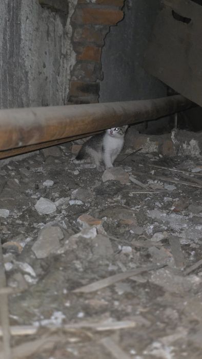 Котята в хорошие руки