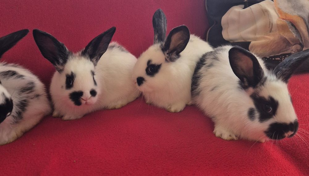 Iepuri Fluture German