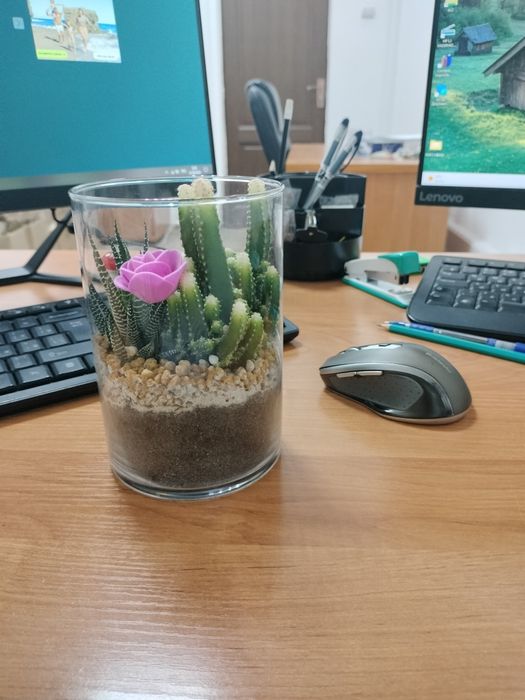 Кактусы в  стекле