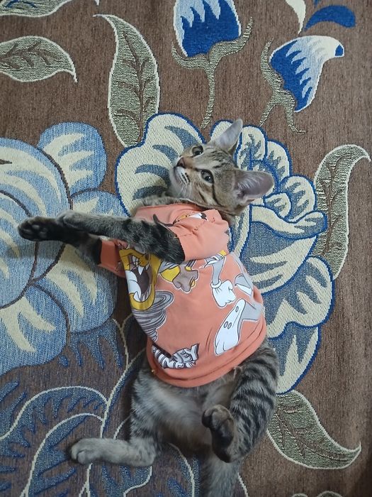 Мысық жақсы қолға