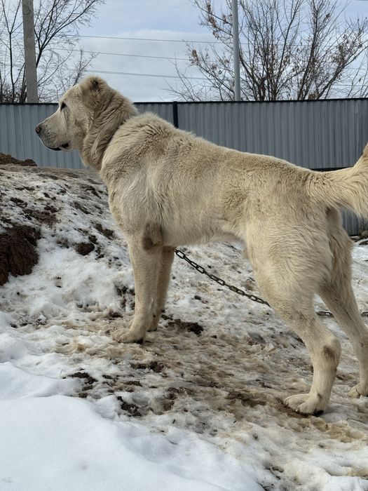 Белый сатылады!!! Төбет алабай