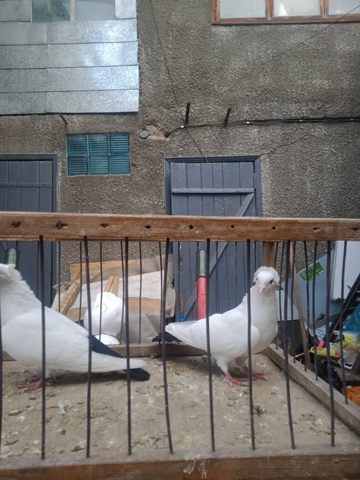 Продам бакинских голубей.