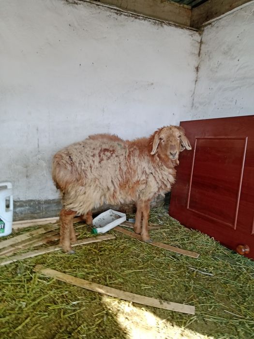 2-бас ұрғашы тоқтылар сатылады