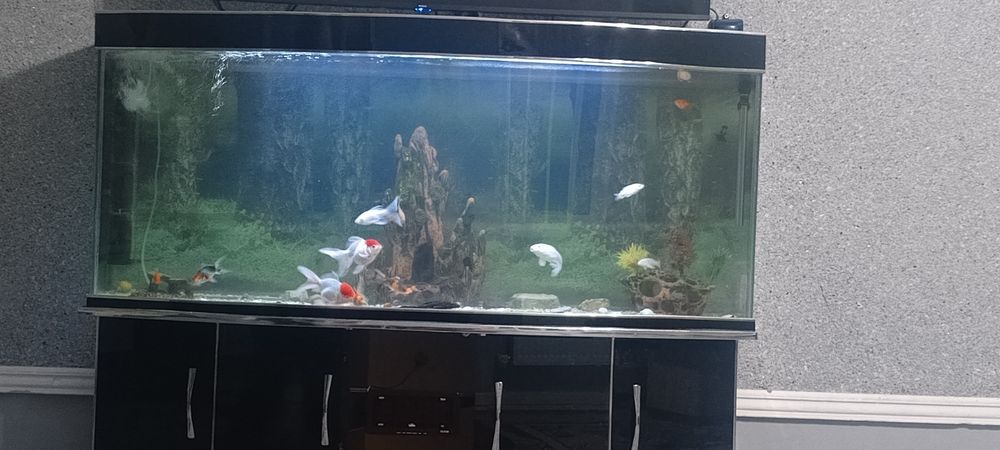 Аквариум 500л с рыбками