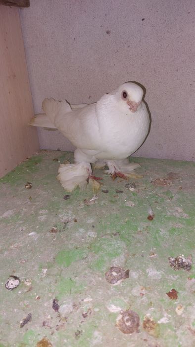Голуби белый самка кептер