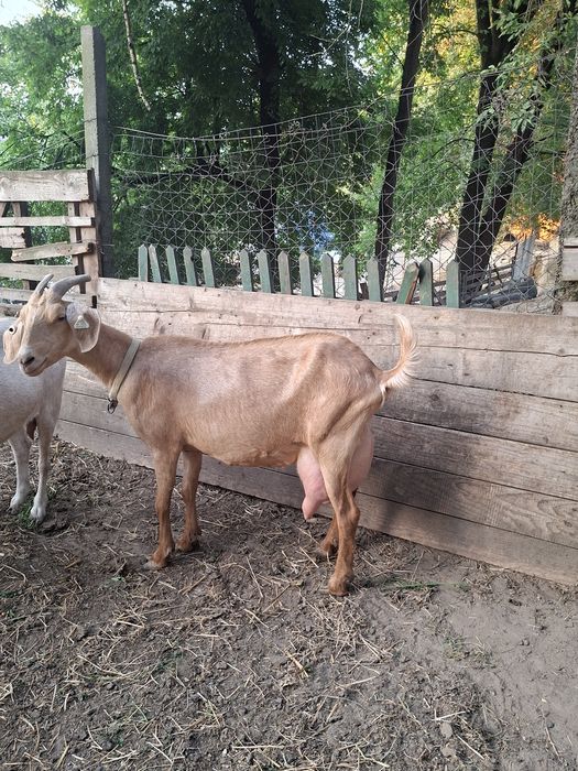 Capra de vinzare