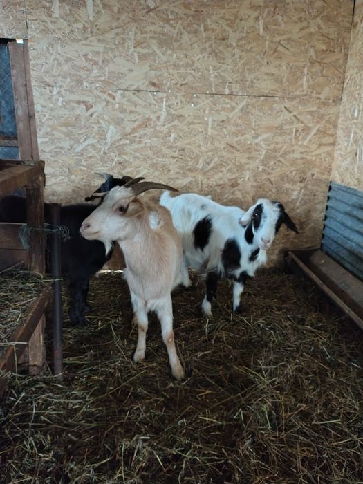 Capre și berbeci Romanov