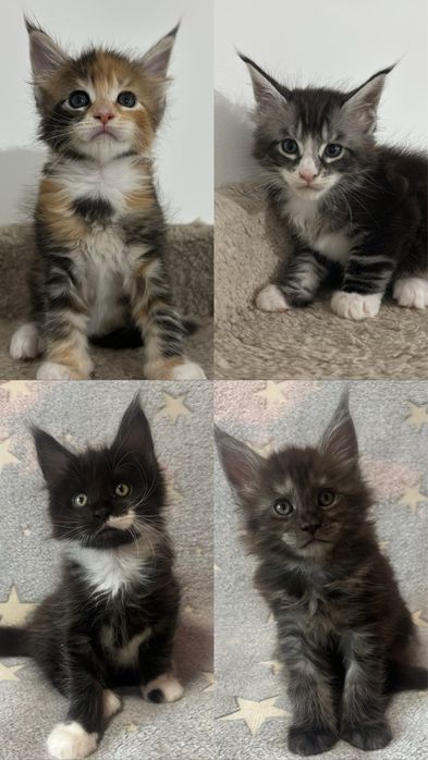 КОТЯТА_Продаются_