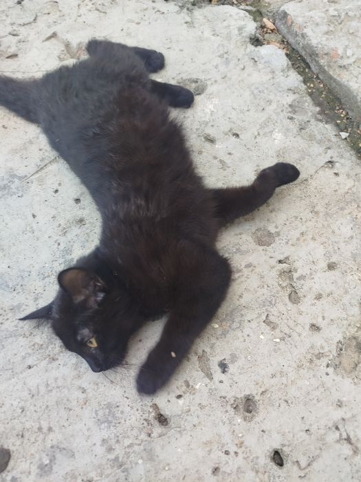 Отдам котенка в добрые руки