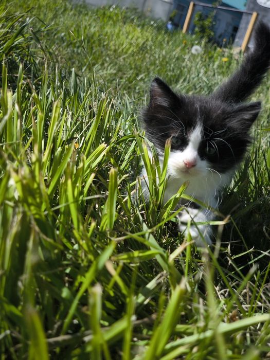 Отдам котят в добрые руки