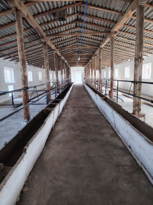 Ferma 50 sotixlik sotiladi