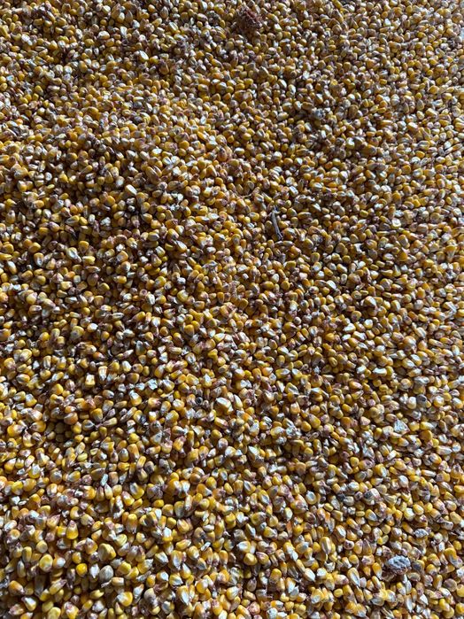 Vând porumb boabe cultura a doua