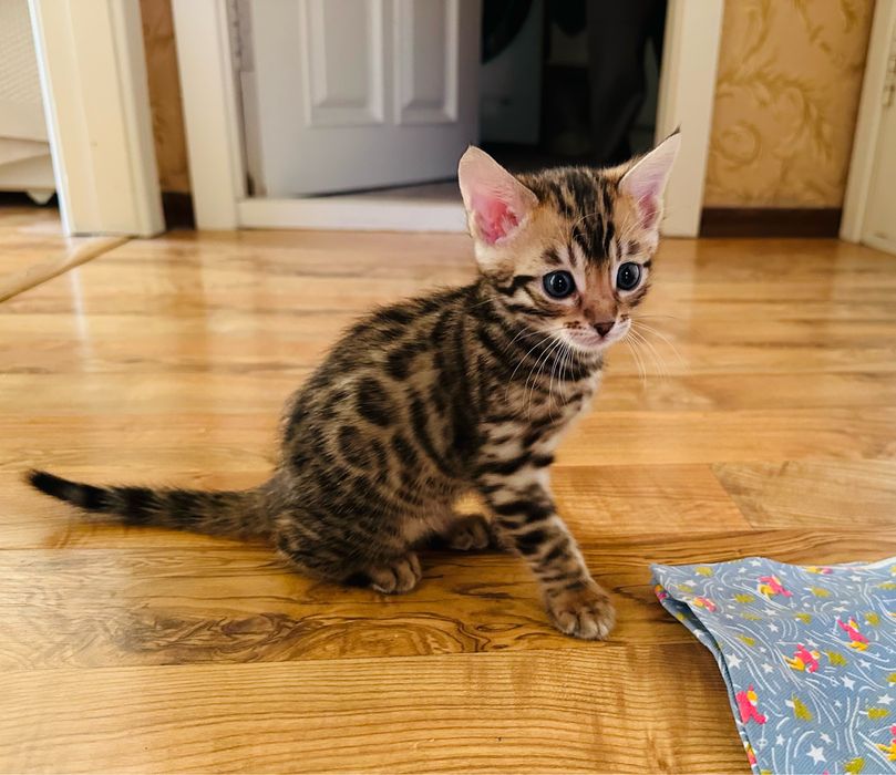 Продам котенка бенгал