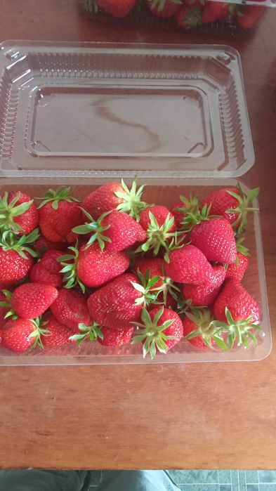 Продаётся клубника