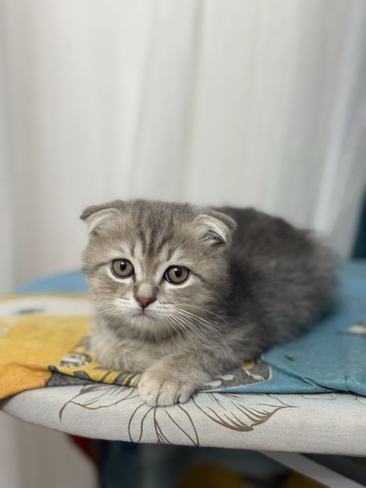 СКОТИШ фолд- мальчик